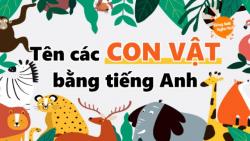 Từ vựng tiếng Anh về tên các con vật thông dụng nhất